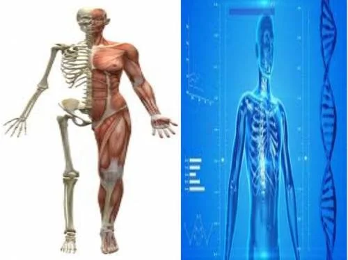 मानव शरीर की रचना 6
