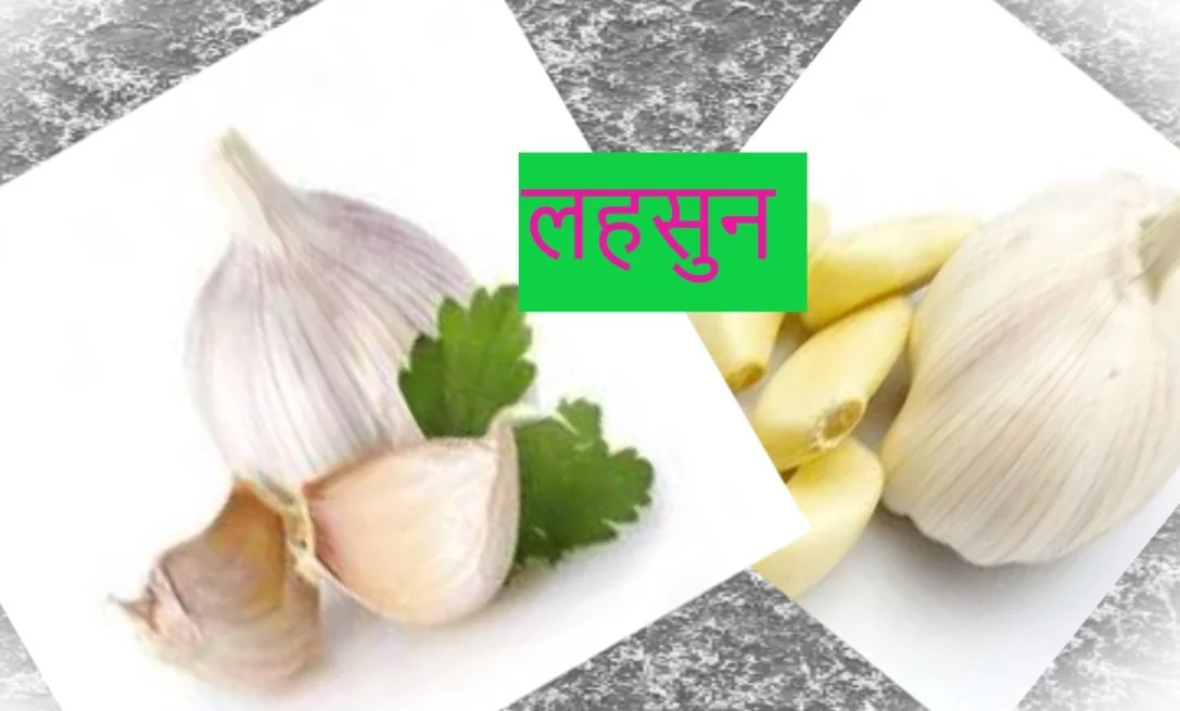 लहसुन || Garlic in Hindi || Lehsun